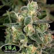 TGA Subcool Seeds Cosmic Glue